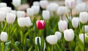 Unkopierbar, einzigartig, eigene Stimme finden, personal copywriting,