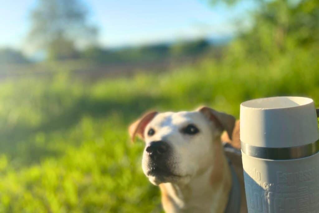 After-Work: Alltag als Selbstständige, Solopreneurin, Copywriterin und Texterin... Feierabend-Gassi mit Hund