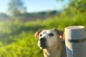 After-Work: Alltag als Selbstständige, Solopreneurin, Copywriterin und Texterin... Feierabend-Gassi mit Hund