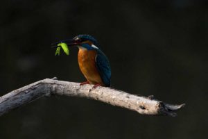 Erfolg: Eisvogel mit Fisch