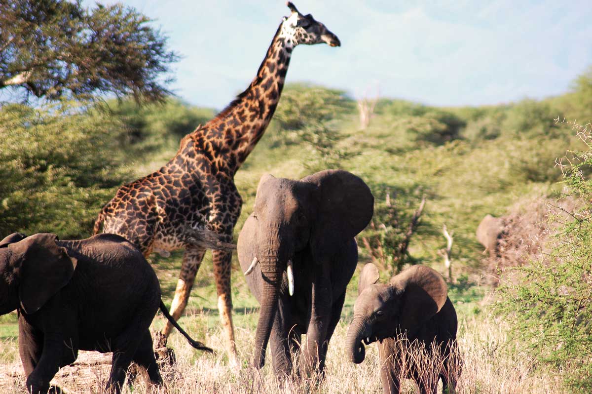Giraffen überragen selbst Elefanten - die Schwergewichte!