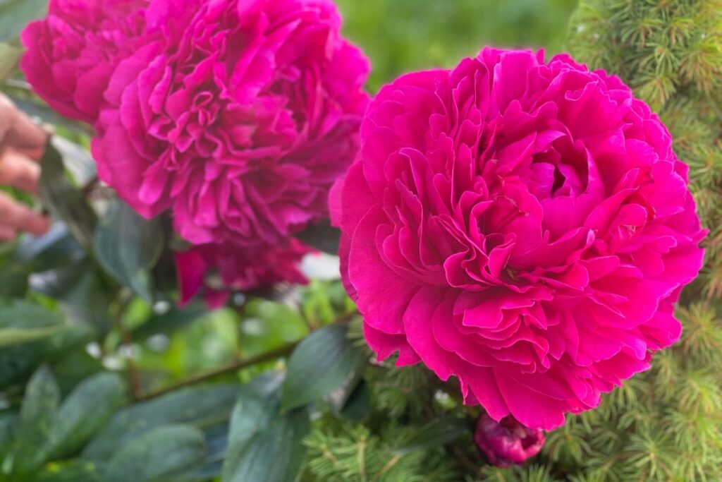 Pause im Garten - Alltag als Selbstständige, Solopreneurin: Pfingstrosen-Liebe